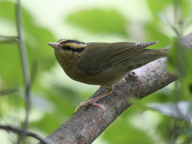 Worm-eating Warbler